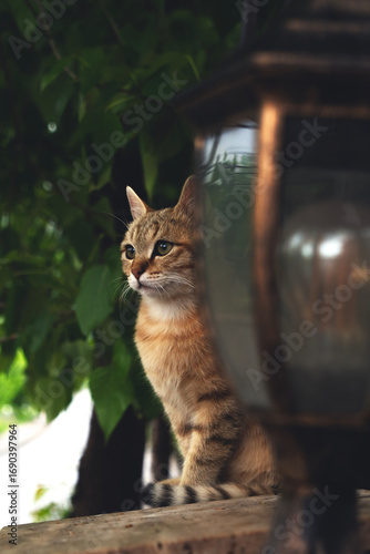 cat on the fence