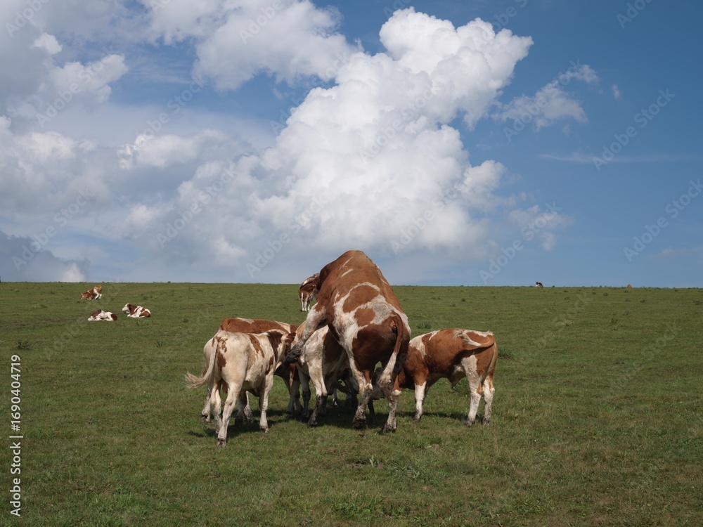 The cow groups in the grassland of Inner Mongolia, China The cow groups in the grassland of Inner Mongolia, China