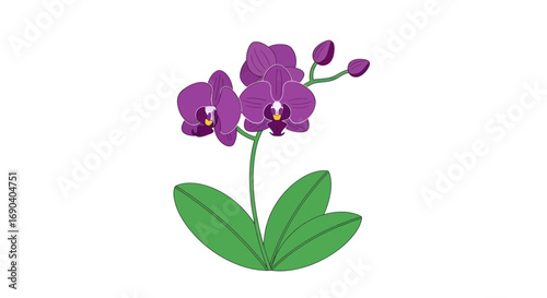 Vibrant Purple Orchid Flower with Green Leaves and Buds.