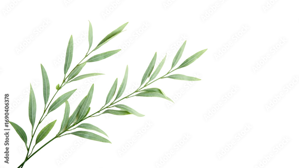 Fototapeta premium A delicate green branch with leaves isolated on a transparent background, symbolizing growth and nature