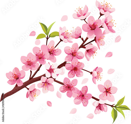 Pink cherry blossom branch isolated Flower 