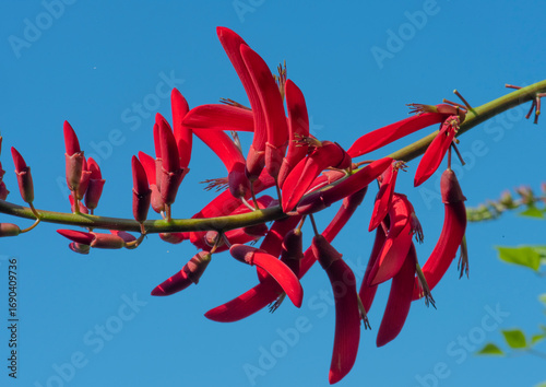 Erythrina herbacea L