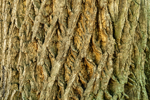 tree bark texture