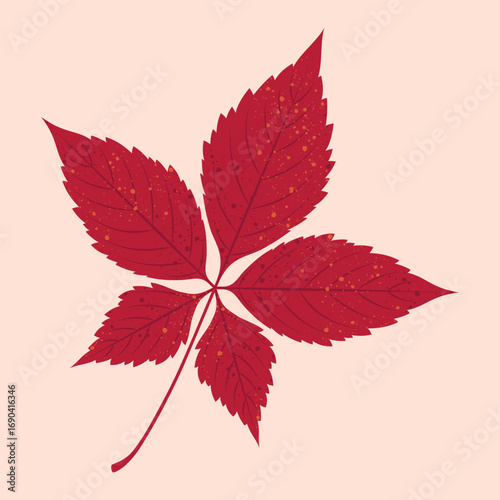 Vector illustration of autumn Virginia creeper leaf in red and orange colours on a light beige background.