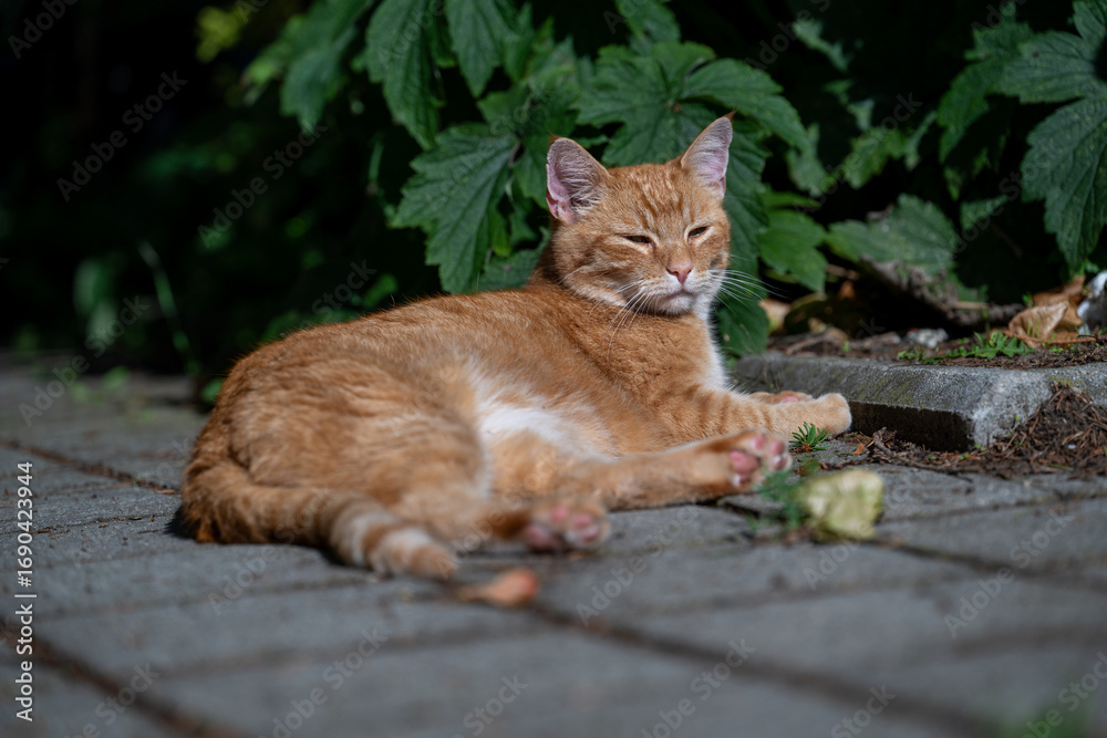 Fototapeta premium Relaxing ginger cat in the garden
