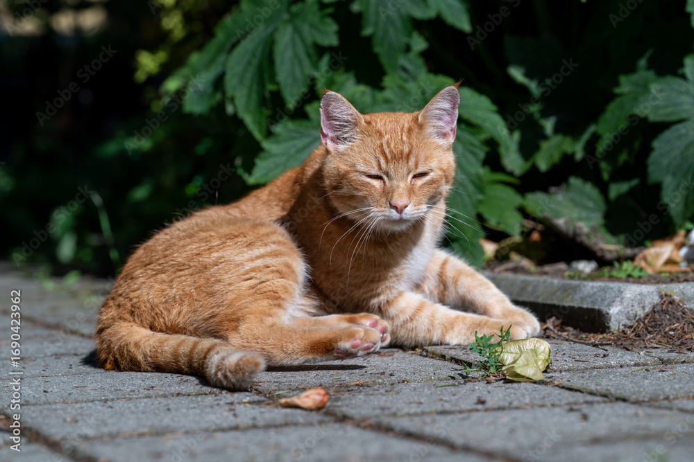 Fototapeta premium Orange cat enjoying the shade