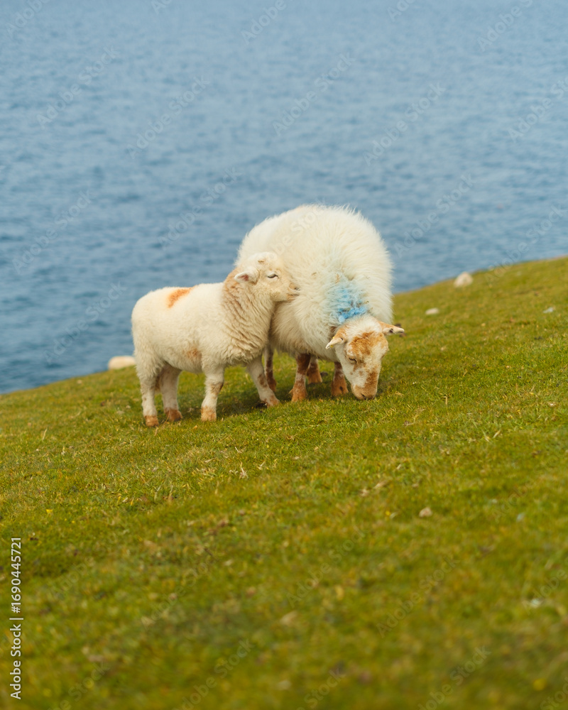 Obraz premium Sheep grazing. Mother and calf in Wales. 