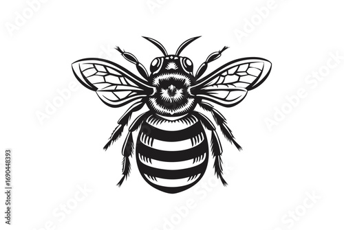 Detailed Black and White Bee with Stripped Abdomen
