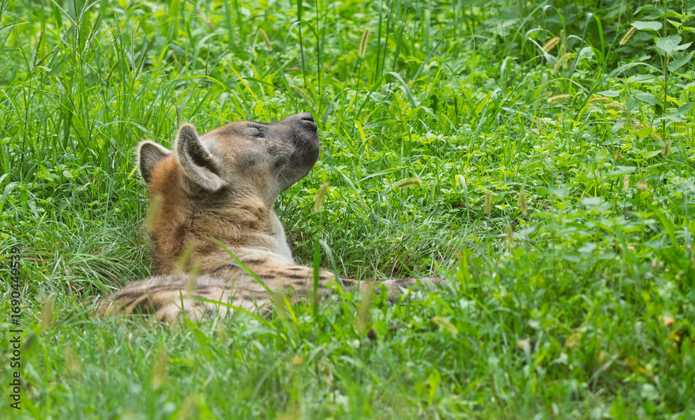 Naklejka premium The spotted hyena in the grass.