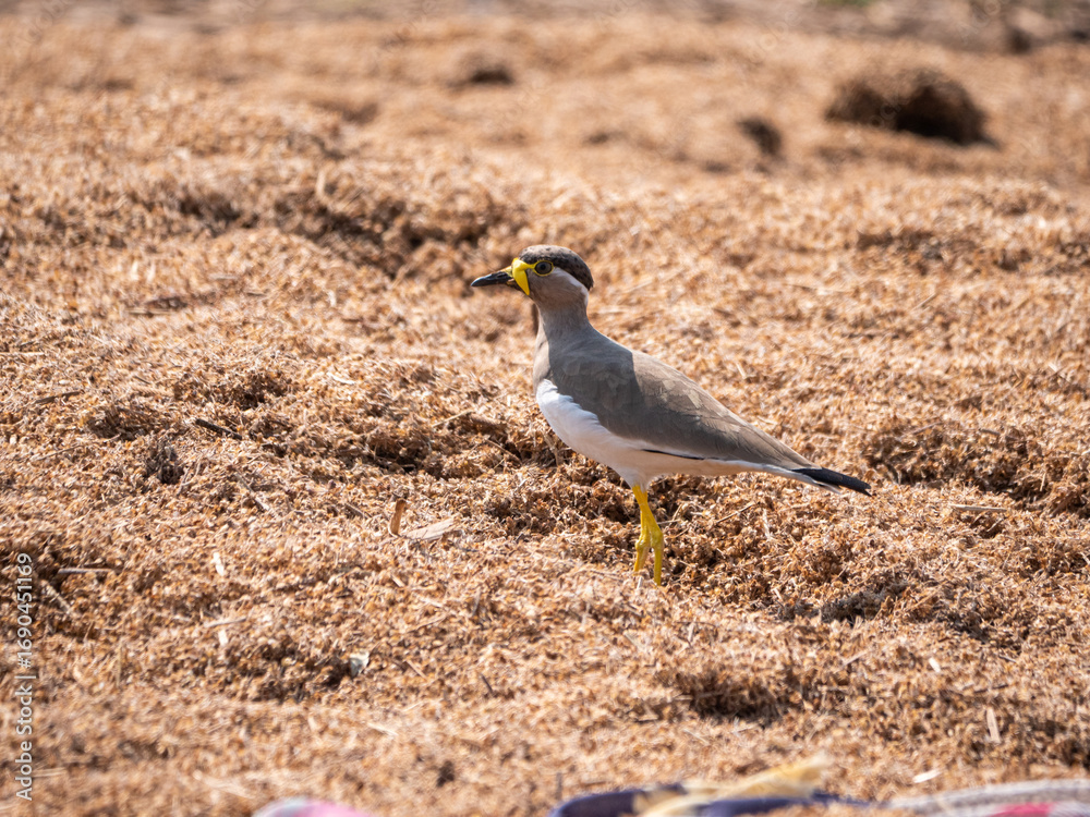 Obraz premium Yellow Wattled Lapwing Bird Standing on Dry Ground, Wildlife Nature Stock Photo