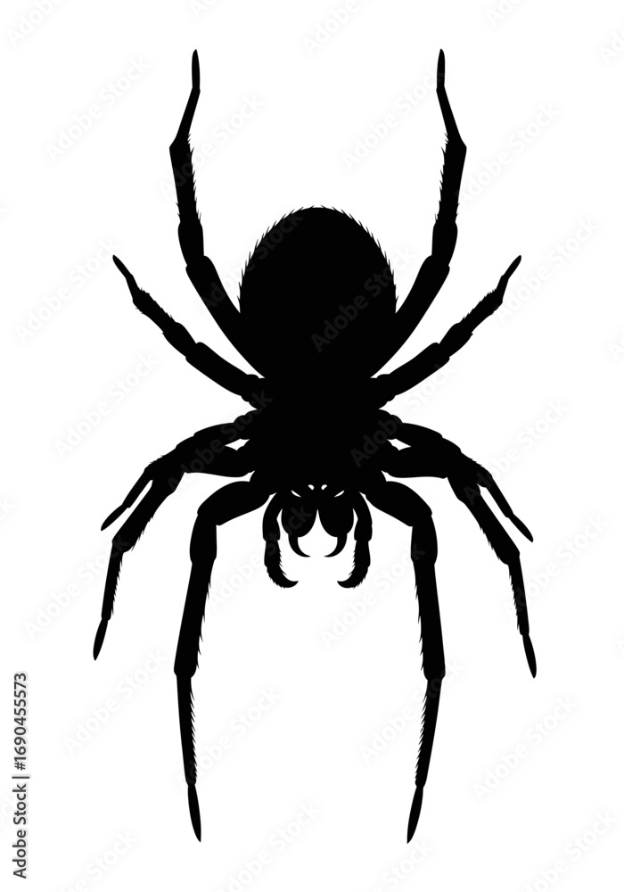 Obraz premium A stark black silhouette of a spider, viewed from a dorsal perspective, isolated on a clean white background.