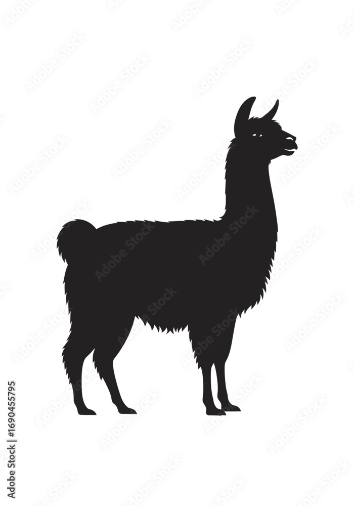 Fototapeta premium Silhouette of a llama standing on a white background, side view.