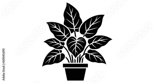 Aglaonema broad leaves in pot Black glyph icon, isolated on white background
