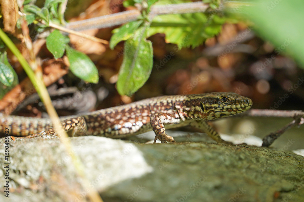 Fototapeta premium Common wall lizard sits on a stone reptile close-up fauna nature summer