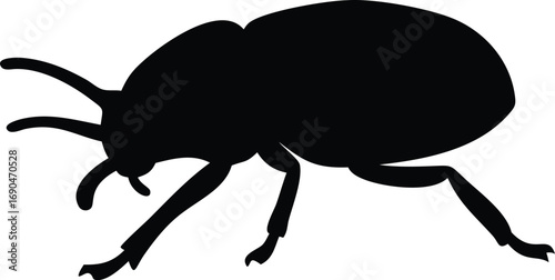 Silhouette of Black Beetle on Isolated White Background