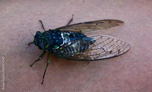 Cicada on human skin background surface cicadidae