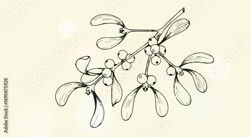 Delicate mistletoe sprig with berries, a festive symbol of winter holidays