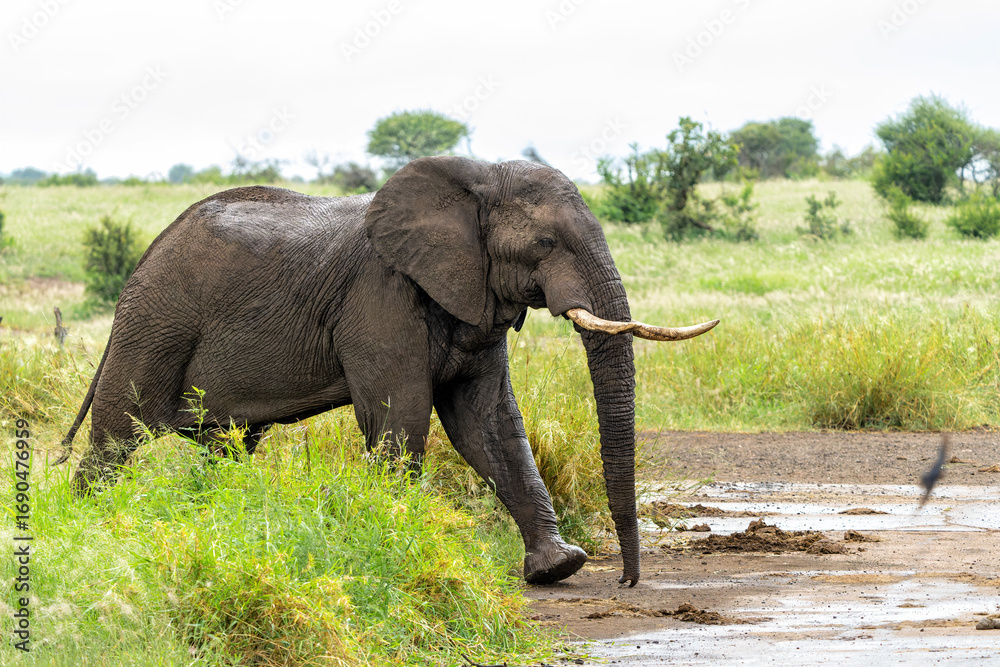 Fototapeta premium Elephant bull walking in the Kruger National Park in South Africa
