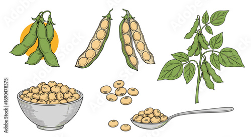 Nutritious soybean pods seeds and edible oil a versatile legume crop for healthy living