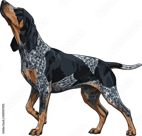 Bluetick Coonhound dog air scenting pose vector illustration