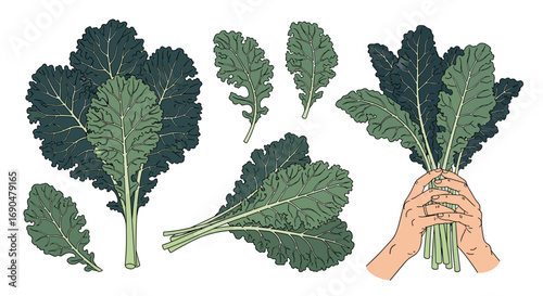 Freshly harvested organic curly leaf kale bunches and loose leaves for healthy eating and delicious salad preparation