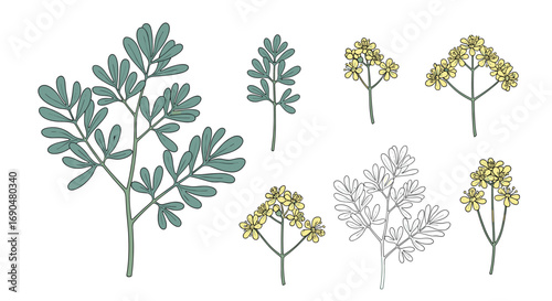 Illustrations of compound leaves and clusters of small yellow flowers showing botanical details and growth patterns