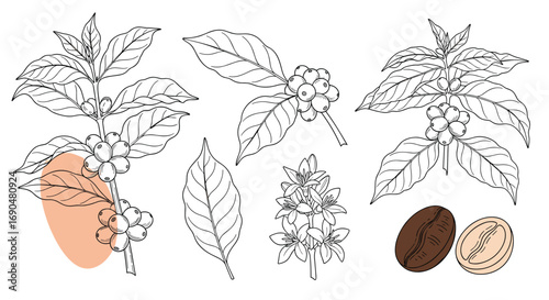 Botanical illustration of coffee plant branch with leaves berries and beans hand drawn sketch for design