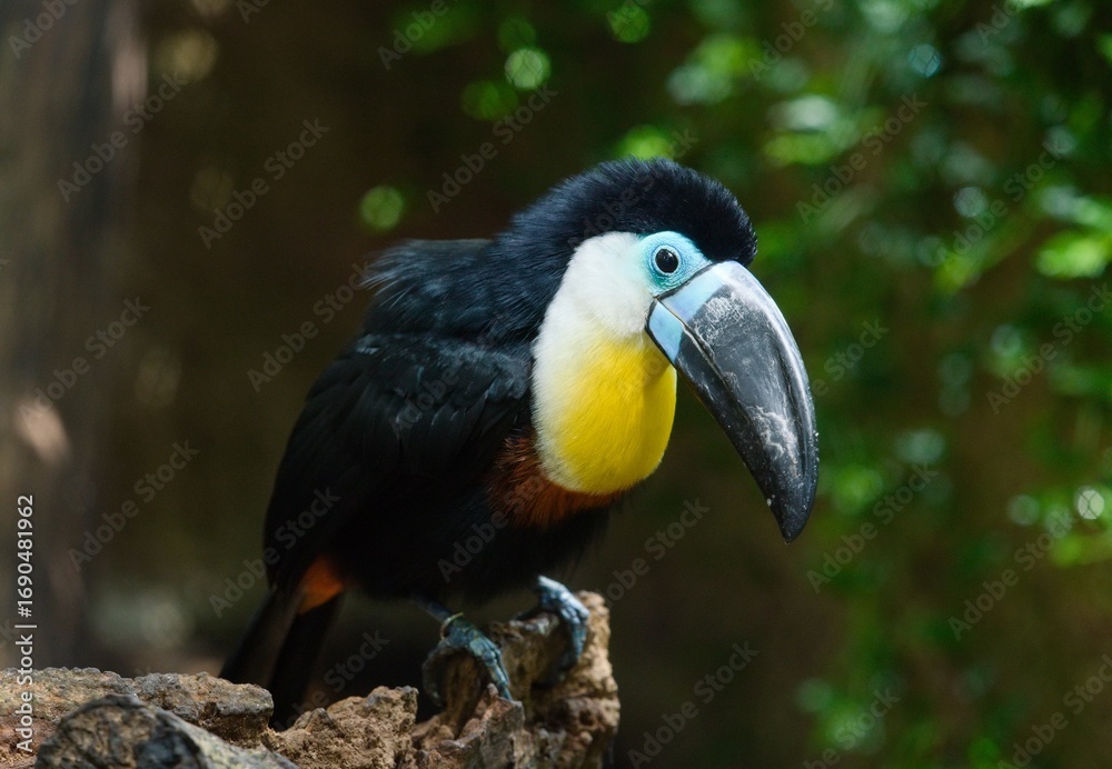 Obraz premium yellow billed toucan