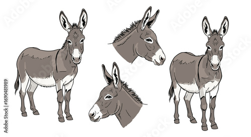 A collection of realistic illustrations featuring donkeys in various poses and perspectives ideal for educational or decorative use