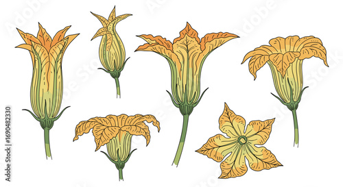 Various stages of yellow squash blossoms showing intricate details of petals and stamen arrangements