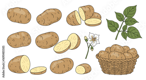 A collection of fresh potatoes including whole and cut tubers with leaves and a basket of potatoes