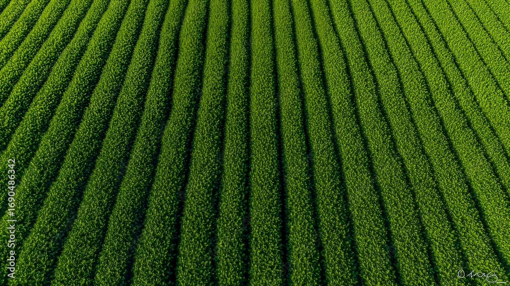 Fototapeta premium Aerial view of lush green farm fields showcasing vibrant, healthy crops.