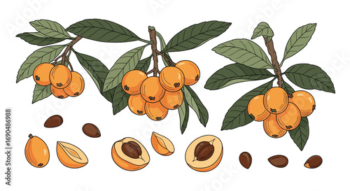Loquats a delicious and nutritious fruit growing on branches with green leaves and scattered pits