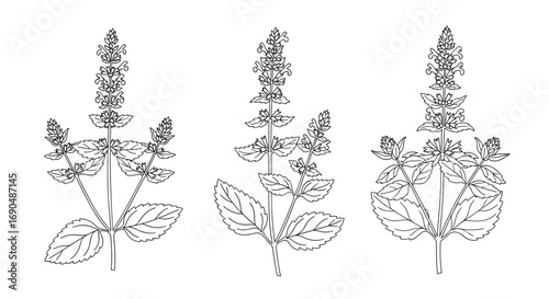 Botanical illustration of three delicate flowering plants in a scientific natural history study