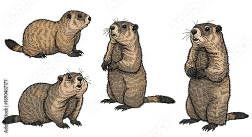 Charming illustration of four groundhogs in various playful poses and activities demonstrating their unique behaviors