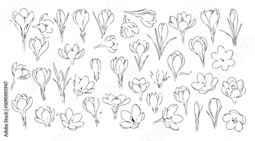 Collection of delicate floral silhouettes in sketchy outline style