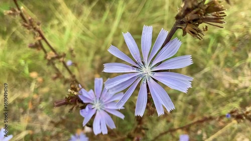 Wild chicory flowers close up 