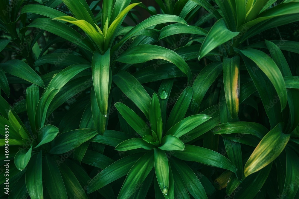 Fototapeta premium Large foliage of tropical leaf with dark green texture, abstract nature background.