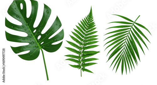 Monstera deliciosa, fern, and palm fronds with pristine water droplets, macro shot on a seamless transparent background, high-key studio lighting. Concept of natural elegance and freshness
