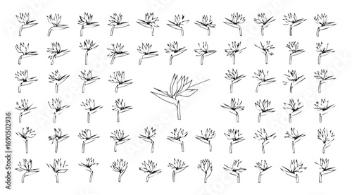Collection of delicate botanical illustrations showing plant growth stages silhouette
