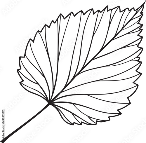 Detailed black and white outline illustration of a single leaf showing intricate venation and serrated edges for botanical studies