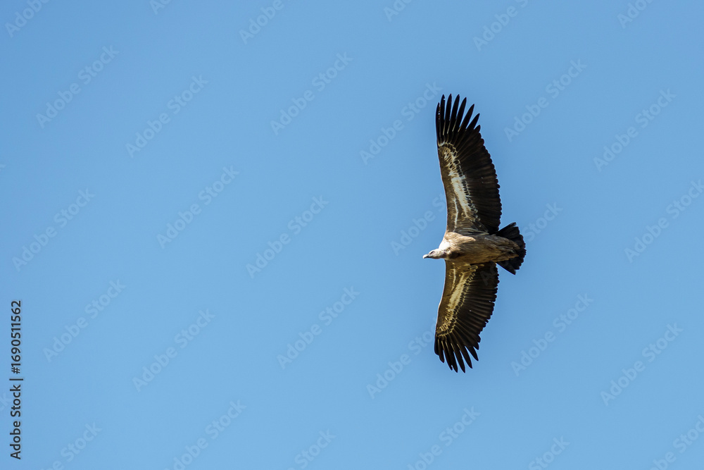 Fototapeta premium Aguila sobrevolando las hoces del rio duraton