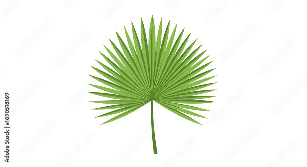 Obraz premium Green Fan Palm Leaf Isolated on White Background for Tropical and Nature Themes