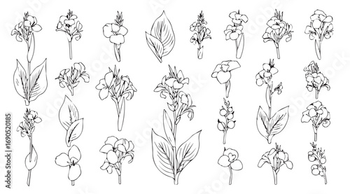Collection of intricate floral and leafy ornate decorative elements silhouette