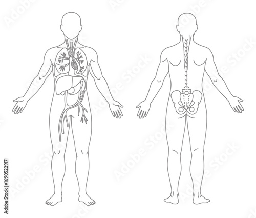 Human Anatomy Systems - Line Art Medical Illustration