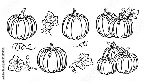 Pumpkins hand drawn sketch set, black outline isolated on white. Line drawing pumpkins, leaves and still life or composition. Vector clipart for autumn harvest illustration, products label design.
