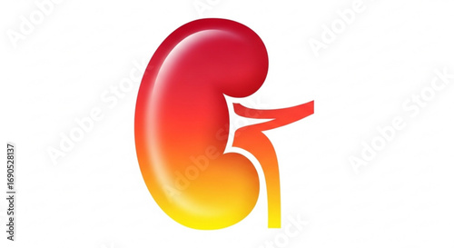 Kidney health illustration for medical education and anatomical study with vibrant red and yellow gradient color