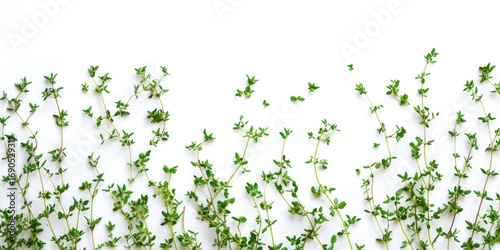 A close-up shot of fresh thyme sprigs arranged along a white background. The thyme plants are densely packed, with their tiny leaves and delicate stems creating a textured, organic border. 