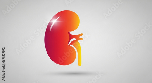 Human kidney anatomy diagram for medical education and healthcare awareness kidney health and function illustration