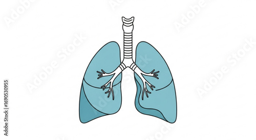 Human lungs anatomy medical illustration for respiratory system health and healthcare awareness design